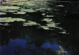 Lake Algae